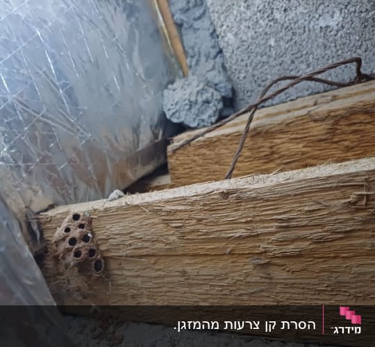קיני צרעות על עץ בתוך מבנה